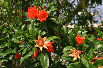 Pomegranate flowering on a sunny day