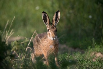 Obraz premium Rabbit