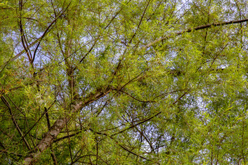 The canopy of a willow tree with the light of the sunset. Captured at the Andean mountains of central Colombia.