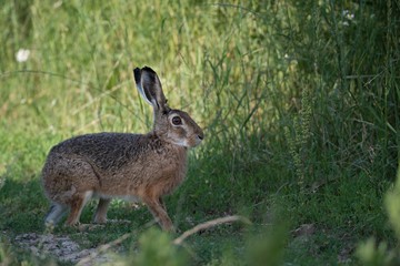 Rabbit