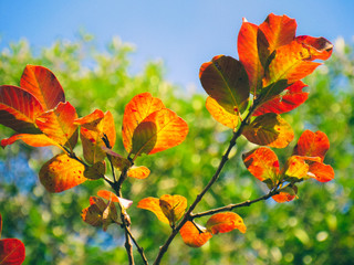 Orange green yellow leafs in a blue sky background