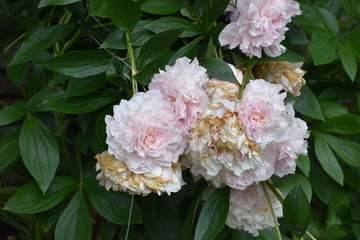 Pink Peony Flowers in Garden