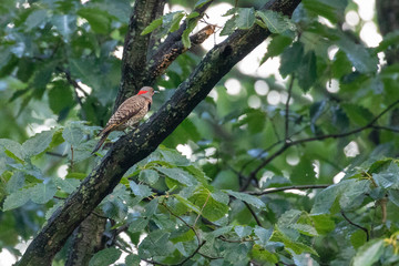 Yellow-bellied sapsucker