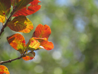 A branch of orange, green and yellowish leafs in a blue sky background with bokeh features.