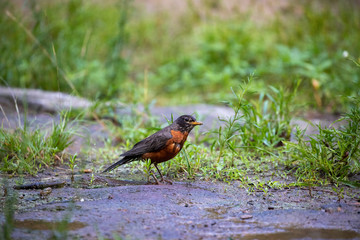 American robin