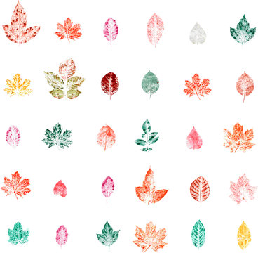 Maple, yellow-leaved maple, lilac,  ash-tree,  elm-tree,  Cotinus cogg&yacute;gria,  Acer negundo L.   stamp leaves foliage pattern, vector, art, contour, silhouette, set, isolated, clip art, picture, style 