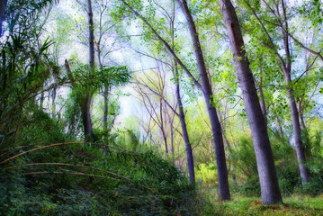 alamos en la ribera del ró Francolí, Tarragona (España)