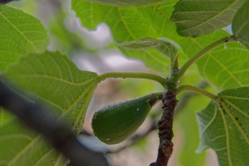 figs on a branch