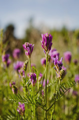 field of purple flowers