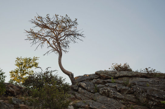 tree and stones
