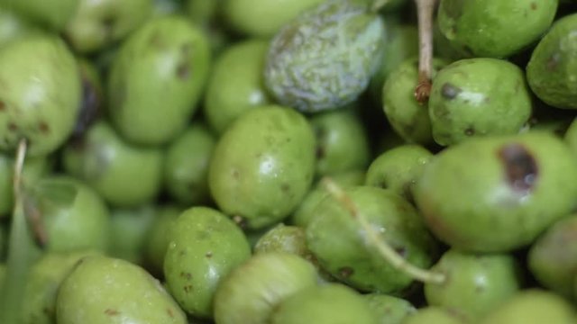 Olives moving on conveyor belt.Olive oil Mill in South of Italy.