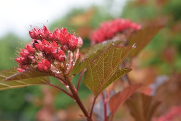 red flowers in the garden