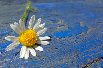 One beautiful white field daisy with a yellow center lies on the blue wooden boards. copy space