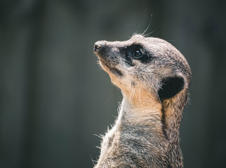 Meerkat patrol