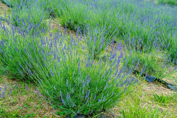 県民の森のラベンダー