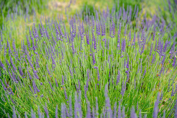 県民の森のラベンダー