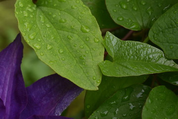 Green Leaf and Water Droplets