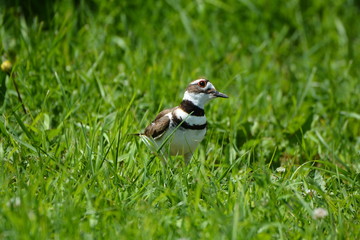 Killdeer bird