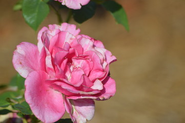 Thomasville rose garden 0273