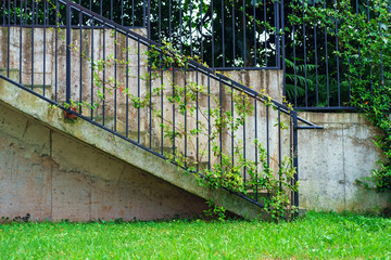 Ladder rail covered by plants