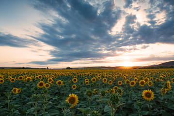 Sunflower field at sunset.