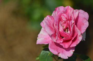 Thomasville rose garden 0274
