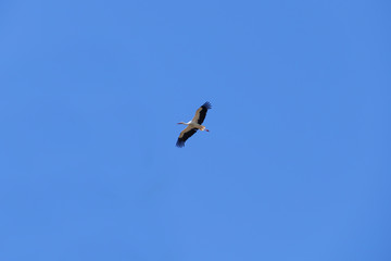 Störche in ihrem Nest mit Jungtieren, auf der St. Nilolaus Kirche in Gamshurst Achern