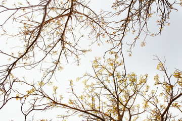 Fototapeta na wymiar Bare tree branches with some flowers and leaves sprouting on a pale white background