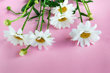 A bouquet of white daisies on a pink background with copy space. St. Valentine's Day