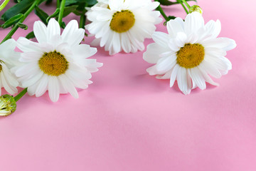 Delicate white daisies on a pink background with copy space. Mother's Day Card