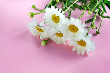Beautiful bouquet of white daisies on a pink background with copy space. Layout for a holiday card