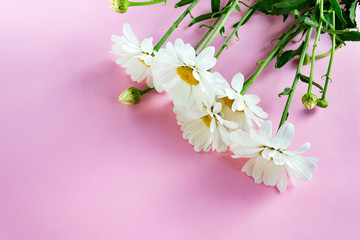 The branches of white chamomile with green leaves on a pink background with space for text. Bouquet to mother's day