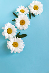 Flower composition from white daisies on a blue background with space for text. Layout for Valentine's Day postcard