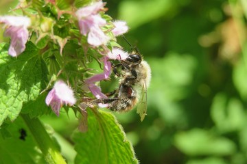 Bumblebee on lamium flowers in the meadow, closeup 