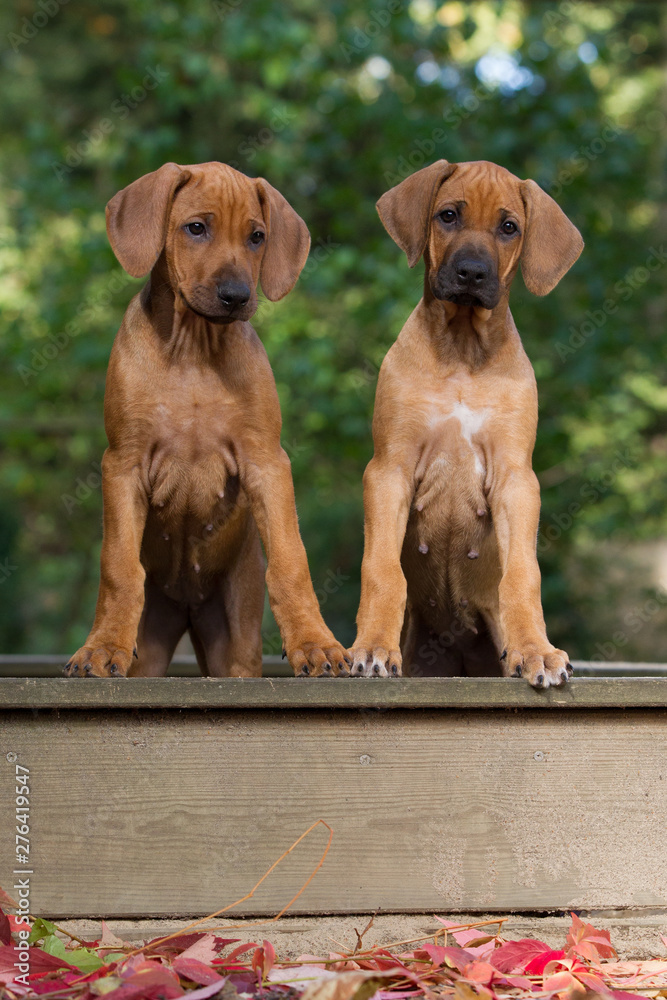 Wall mural Rhodesian Ridgeback Welpe