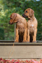 Rhodesian Ridgeback Welpe