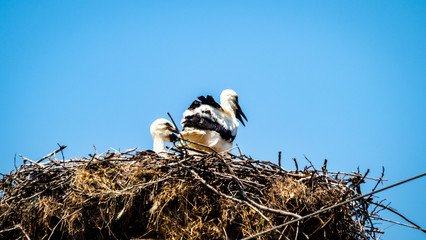 White stork with young storks in a big nest. Stork family.