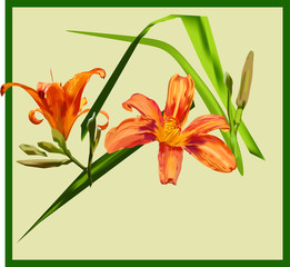 Orange lilies - two flowers and buds, green leaves on a gray-green background with an orange frame. Picture, greeting card, album cover.