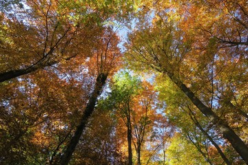 Goldener Herbstwald