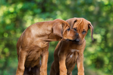 Rhodesian Ridgeback Welpe