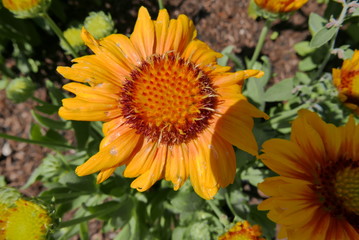 Ringelblume - Calendula officinalis