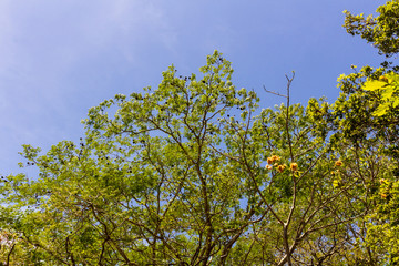 Country Side, Guanacaste, Costa Rica.