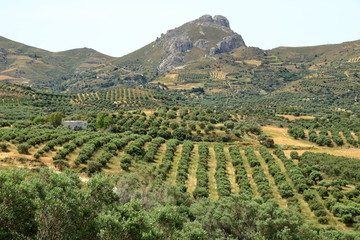 Obraz premium Olive plantations Crete ,Greece, Europe