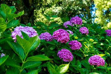 豊津のアジサイ