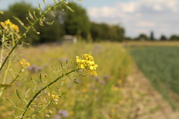 a white mustard flower closeup and a field margin and farmland in the background in holland in summer