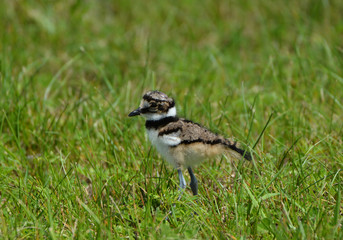 Killdeer baby birds