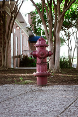 Fototapeta na wymiar fire hydrant in the park