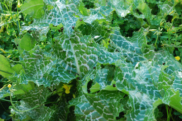 different expressions of natural beauty