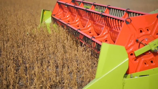 combine harvester collects soybean