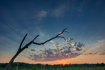Dead tree without leaves and a cloud in the sky during sunset